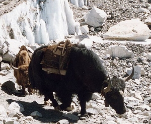 yacks d'&eacute;levage de l'Himalaya